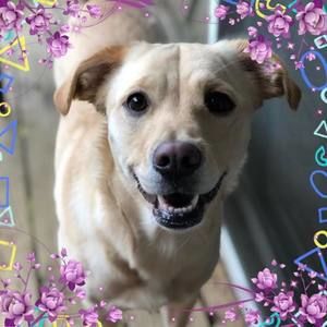 Meet your Posher, Misty dawn